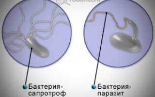 Автотрофы и гетеротрофы