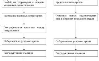 В чем отличие спор грибов от спор бактерий?