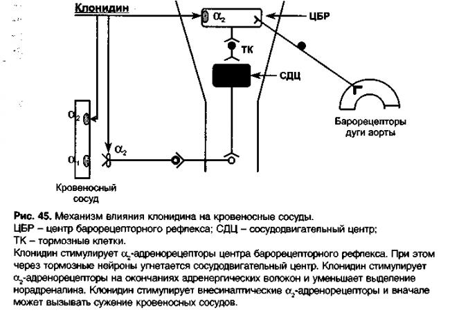 Названия самых известных живых бактерий