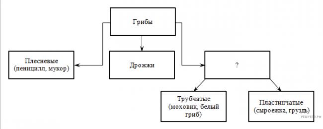 Грибы и их отличия от бактерий