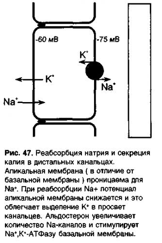 Слово термофильные