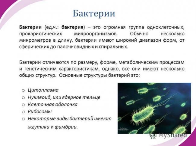 Бактерии – помощники по переработке продуктов жизнедеятельности человека в септиках и выгребных ямах