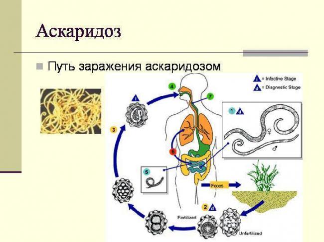 Вермокс инструкция по применению, цена, отзывы паразитологов, аналоги ...