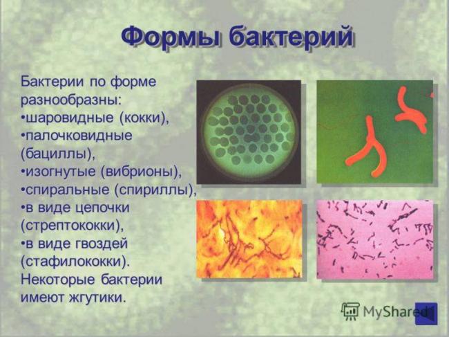 Бактерии такие разные: виды, формы, способы выживания. полезные бактерии