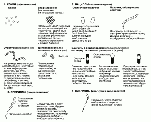 Бактерии