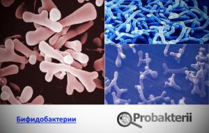 Презентация работы «исследование кисломолочных продуктов на наличие живых бактерий»