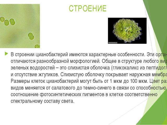 Искусственно созданная бактерия с именем синтия – биологическое оружие нового поколения