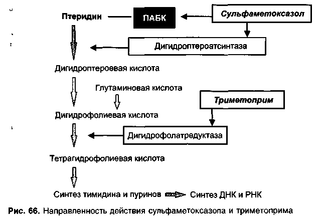 Чем отличаются мезофильные бактерии от животных и растений мезофилов