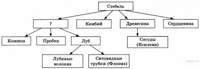 Отличие спор бактерий от спор грибов: разница в назначении