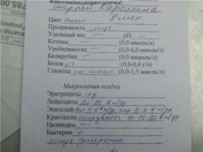 Обнаружены бактерии в моче: что это значит?
