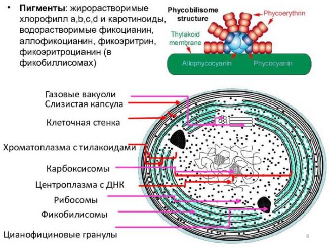 Искусственно созданная бактерия с именем синтия – биологическое оружие нового поколения
