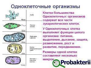 Лекция №8 влияние факторов внешней среды на микроорганизмы