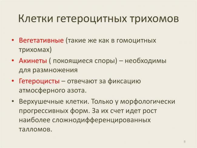 Секреты цветных бактерий: фотосинтез и его особенности