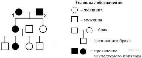 Отличительные черты спор бактерий и грибов