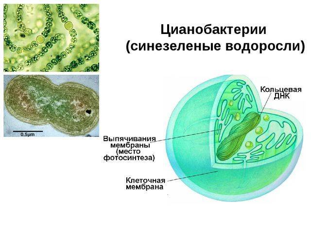Цианобактерии