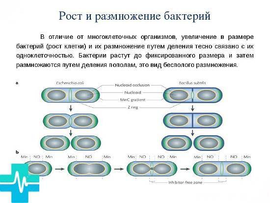 Лекция №8 влияние факторов внешней среды на микроорганизмы
