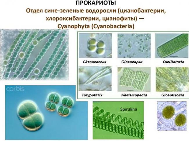 Цианобактерии и терраформирование марса