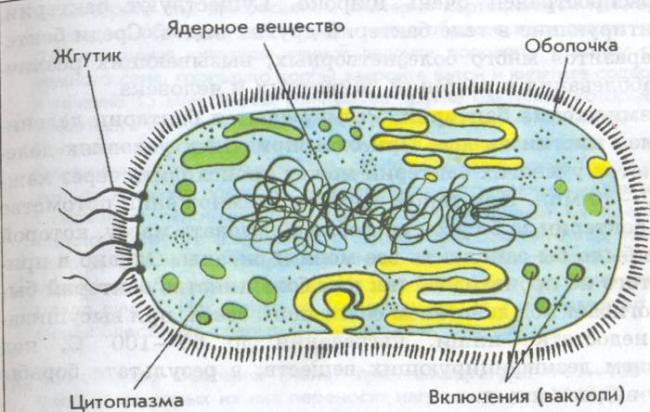 Прогулка в мир бактерий и цианобактерий