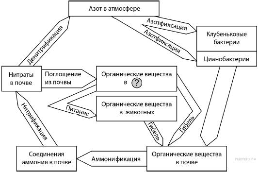 Биология: принципиальное отличие спор грибов от спор бактерий!!! срочно