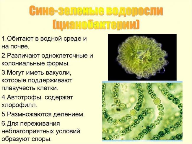 Царство бактерии