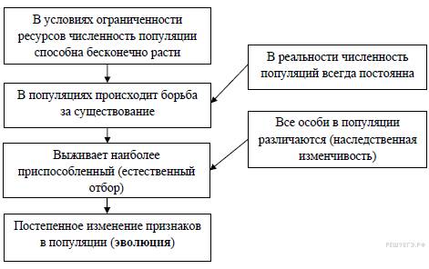 Биология: чем споры грибов отличаются от спор бактерий