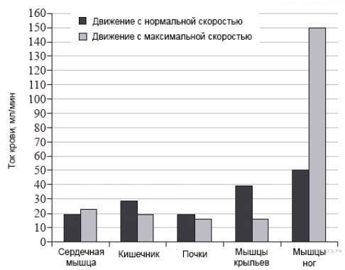 Разница между грибковой и бактериальной инфекцией - разница между