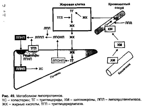 Термофильные бактерии