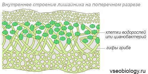 Цианобактерии: первое семя космической колонизации