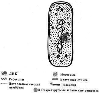 Царство бактерии