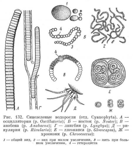 Протисты. грибы. растения. вирусы, бактерии, цианобактерии