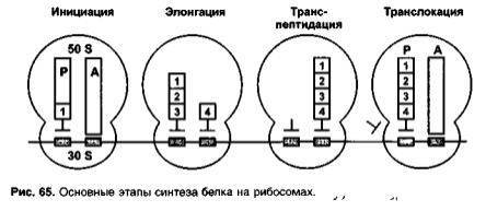 Температура как способ борьбы организма с болезнетворными бактериями