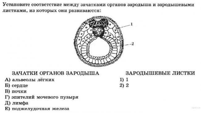 Грибы и их отличия от бактерий
