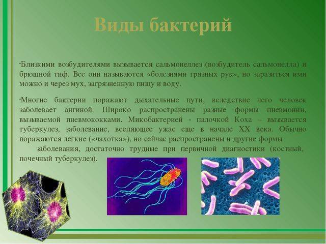 Какие есть формы бактериальной клетки и зачем микроорганизмам такое разнообразие?