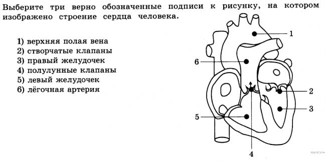 Отличительные черты спор бактерий и грибов