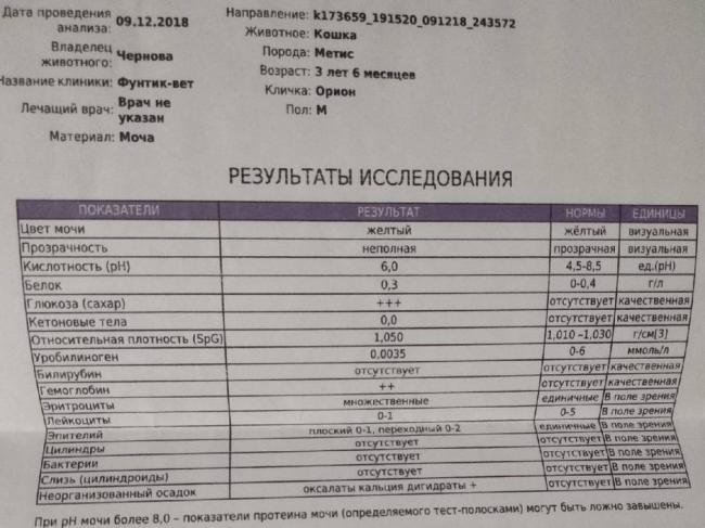 Бактериологический анализ мочи – что это за анализ, расшифровка