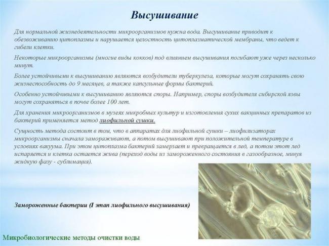 Почему бактерии имеют различную форму
