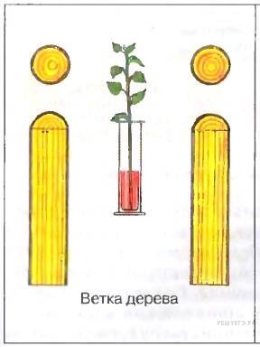 Грибы и их отличия от бактерий