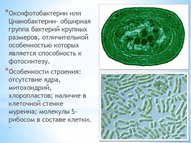 Протисты. грибы. растения. вирусы, бактерии, цианобактерии