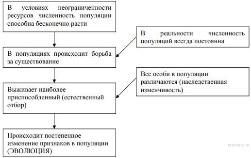 Чем отличаются споры грибов от спор бактерий?