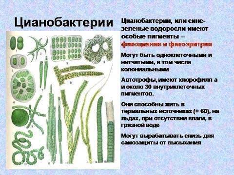 Цианобактерии — википедия с видео // wiki 2