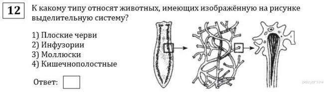 Грибы и их отличия от бактерий