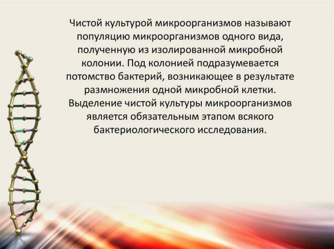 Наши соперники и помощники, или особенности существования бактерий