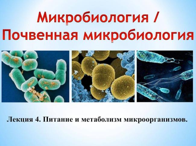 Бактерии – помощники по переработке продуктов жизнедеятельности человека в септиках и выгребных ямах