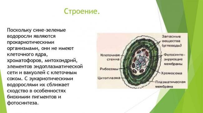 Подробно о риккетсиях – причине эпидемий