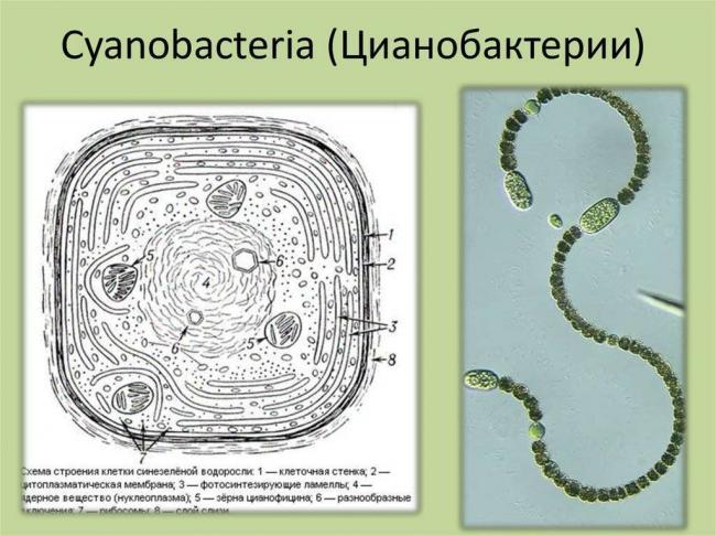 Цианобактерии — википедия с видео // wiki 2
