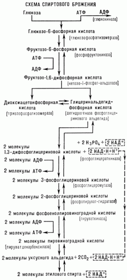Польза и вред молочнокислых бактерий