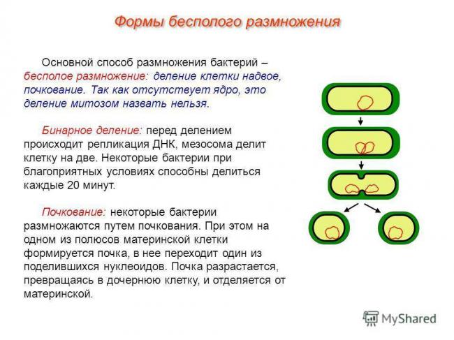 Глава 4. физиология микроорганизмов [1986 черкес ф.к., богоявленская л.б., бельская н.а. - микробиология]