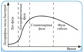 Царство бактерий: особенности строения и жизнедеятельности