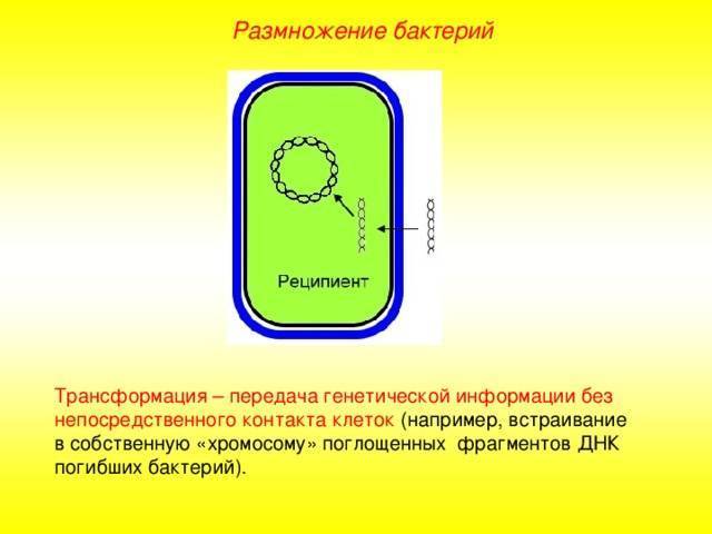 Как питаются и дышат бактерии? зачем бактериям ферменты и пигменты?