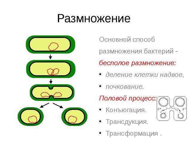 Рост и размножение бактерий — студопедия